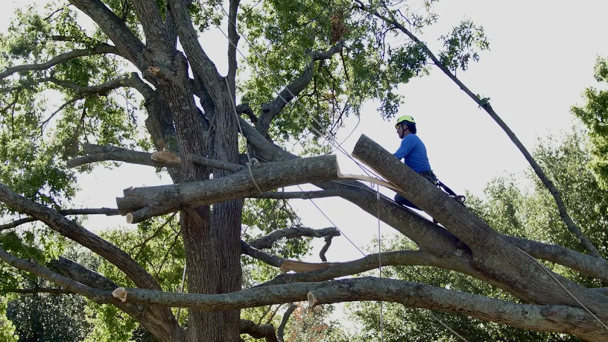 Professional Hazardous Tree Removal performed by certified arborists in Joppa